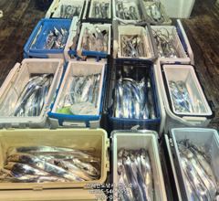 21일,준내만 왕갈치 3지,4지 용가리가 쏟아집니다,매일출항(일~예약가능) 사진