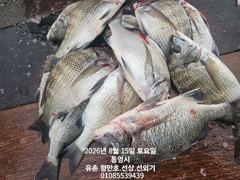 유촌 형만레저 선외기 문어.감성돔 조황입니다.토.일여유 사진