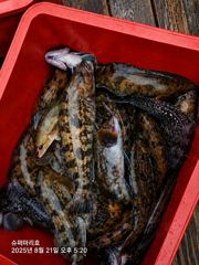락피숴  오후 조황 사진