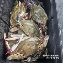 루어조황 - 꽃게낚시~♪ 8 . 21( 금요일 ) [[[ 무창포프로낚시 ]]] &lt;&lt;&lt;&lt;&lt;&lt; 빅 마 린 &gt;&gt;&gt;&gt;&gt; 꽃 게 조황보고.... - 무창포 프로낚시 - 배낚시 바다낚시 선상낚시 전문 사진