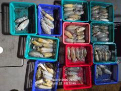 만진1호 8월21일 무늬오징어 조황! 사진