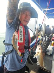 힐링호 백조기 조황입니다! 사진