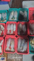 뉴그린호 무늬오징어 조황입니다!
