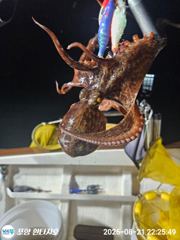[포항] 포항 환타지호 문어조황입니다 사진