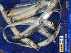 ＜＜통영 뉴명륜호 14인승＞＞ 大갈치 포인트 공략!!! 손맛보로 제대로 달립니다~~ (오늘 1자리) 사진