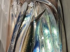 준내만갈치씨알급쭉쭉쿨러만땅입항조황(월요일예약가능)
