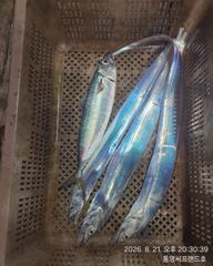 대박터트렸다..대박이야..초저녁부터 피탕시작.. 초보자도 만쿨조황..내일부터 예약가능  사진