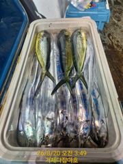 거제 다잡아피싱 입니다 갈치외줄 조황입니다 사진