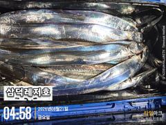 [텐빈] 씨알끝장, 기본3~4지 마리수까지(화요일부터,출항) 사진