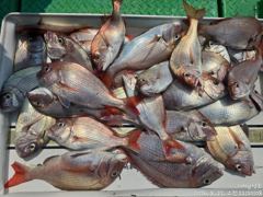 참돔, 부시리 터지고 빠져도 5짜4짜 마릿수 조황 내일 예약가능… 사진