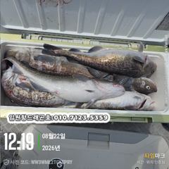 임원항드래곤호 왕대구 조황입니다  사진