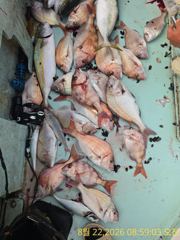 [거제] (참돔)연일 5짜4짜 타작~부시리 합세 끝장손맛~신성호(23일 … 사진