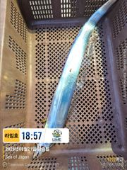 (통영라임호) 8월22입항조황. 갈치,잡으로가자구요. 01023004931 사진