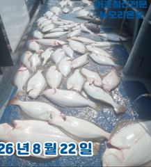 <뉴오리온호> 생미끼 마무리 조황(22일)-함께해주신 조사님들 수고하셨습니다.