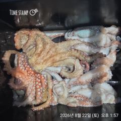 완도은솔호 문어조황입니다 사진