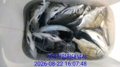 [부산] 가덕천성진양 살감시 좌대조황 26년8월22일 토 사진