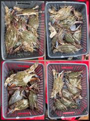 전체조황 - 8월22일 꽃게 조황 - 인천 연안부두 칸피싱, 루어, 침선, 생활낚시 전문