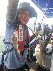 조황정보 - 8/22 백조기 조황 - 무창포 힐링호,배낚시,선상낚시,바다낚시,생활낚시,전문 사진