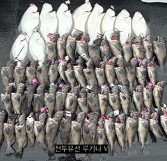 << 팀 인천 루키나 >> 08. 22. 1물 << 루키나 V 생새우 외수질 다잡아 이벤트 >> 사진