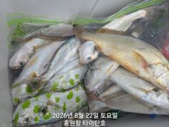 8/22 홍원항 타이탄호 백조기 조황 사진