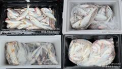 조황정보 - 8/22 백조기 조황 - 무창포선상낚시 사진