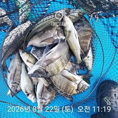 삼천포 내만권 감성돔 사진