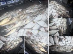 오늘의조황 - [ 아트호 ] 8월 22일 [ 민어좋다~!!! 대.농어 + 민어 외수질 출조 ] [ 인천배낚시 청마피싱 / 인천선상낚시 / 인천낚시배 ] - 인천 영종도 선상낚시 청마피싱,피싱스토리 사진