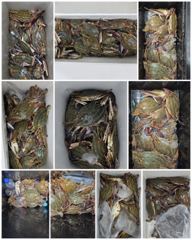 [꽃게낚시] 8월22일(뉴빅토리호) 꽃게낚시 사진