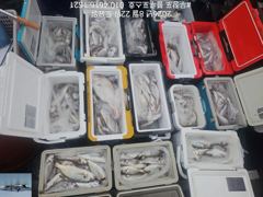 [백조기조황] 8/22 백조기 조황 사진