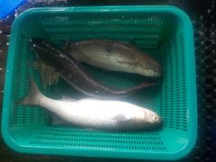 삼길포 만석좌대 8월 22일 자연식 조황 입니다 사진