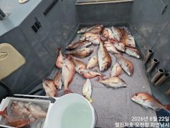 주말 첼린저호 참돔흘림 조황 사진