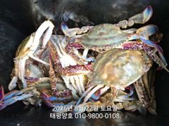 ★★ 8/22 [군산대일피싱] 태평양호 꽃게낚시 출조~!  사진