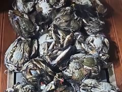 [군산 드래곤호] 22일 야간 "꽃게낚시" 긴급모집~!!! 사진