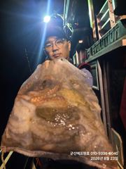 22일 에프원호 문어조황소식 사진