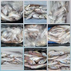 백조기조황 - 8/22 백조기 조황 - 무창포 수지호 수지배낚시 사진