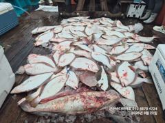 군산바다하리호 26.8.22 15분 민어 광어 조황입니다 사진