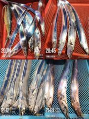 통영 수 은 호(14석) 씨알 좋은 갈치로 많이 잡았습니다 내일(24일) 자리여유(자리선택)입니다~예약은 3361 4231 전화주세요~ 사진