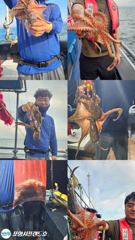8.22 포항돌문어 조황 사진