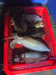 [고성] 무늬 팀런  다녀왔습니다 사진