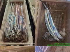 [통영] 통영서진호 14석 >>  먼먼~바다~ 씨알좋은  갈치  조황 입… 사진