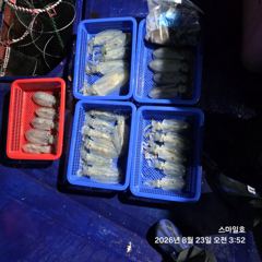 (무늬오징어)거제 통영 전역 마릿수 포착 먹물파티~스마일호(오늘 예약) 사진