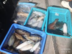 [경주] 23일 저녁7시 무늬오징어 출조 모집중 사진