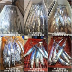 (여수 드림스타)왕갈치사냥다녀왔네요. 바늘대로 줄은?타네요. 25일 8자리여유! 출항확정!
