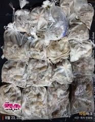군산 뉴세븐호 8월 22일 야간문어 조황 보고!! 금일 야간문어 잔여석 7자리여유!! 사진