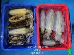 [남해군] 미조권 무늬오징어 조황입니다 사진