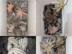 [진해] 22일 마리수 쏟아지듯 올라와 잡고온 포인트로 야간~돌문어 마리… 사진