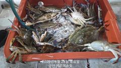 꽃게 3일차도 굿조황이요 열심히만 하시면 쿨러 가능 사진