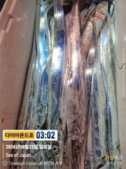 대물갈치! 은빛대박터졌다!! 얼른얼른 예약전화주세요~