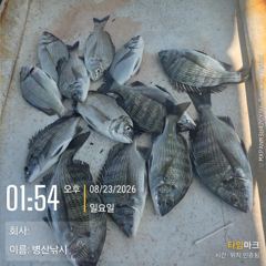 병산 감성돔 농어 숭어 마리수 선외기&선상흘림조황~~ 사진
