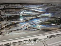 [여수,광양] 8월23일입항 대갈치 반쿨에서 쿨러가득 조항소식 입니다 사진